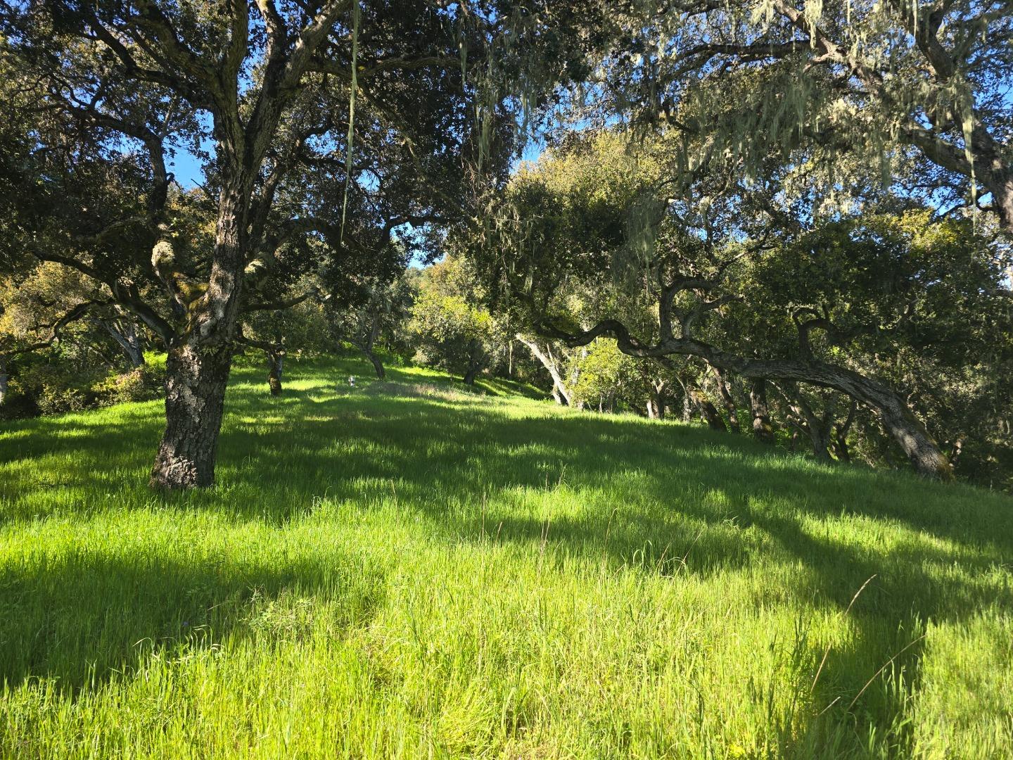 16 Sleepy Hollow Drive Carmel Valley, CA 93924 - Photo 13 of 27 a backyard of a house with lots of green space