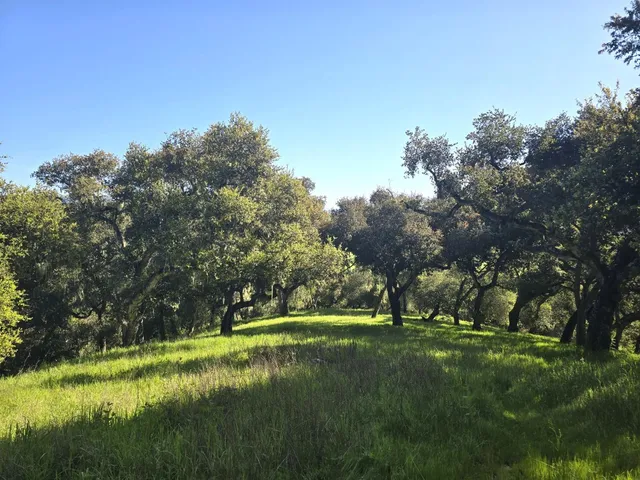 a view of a park with large trees