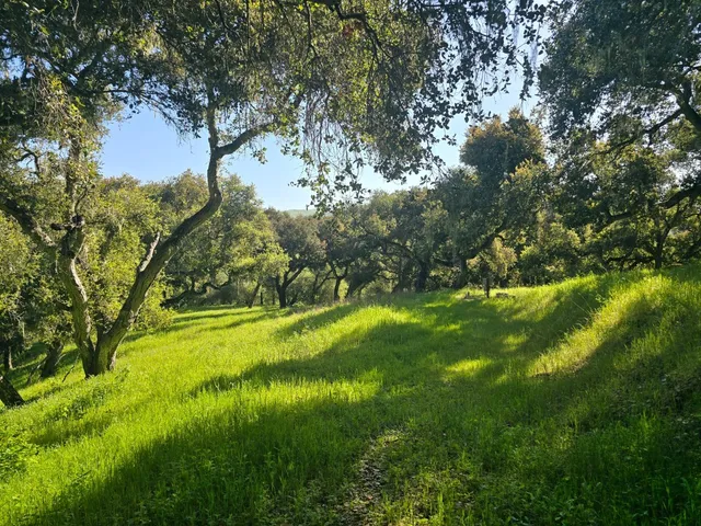 a view of yard with large trees and plants
