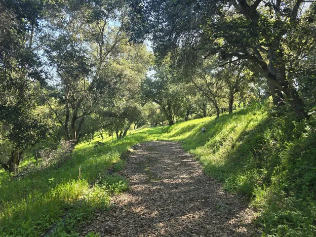 a view of a yard with plants and a bench