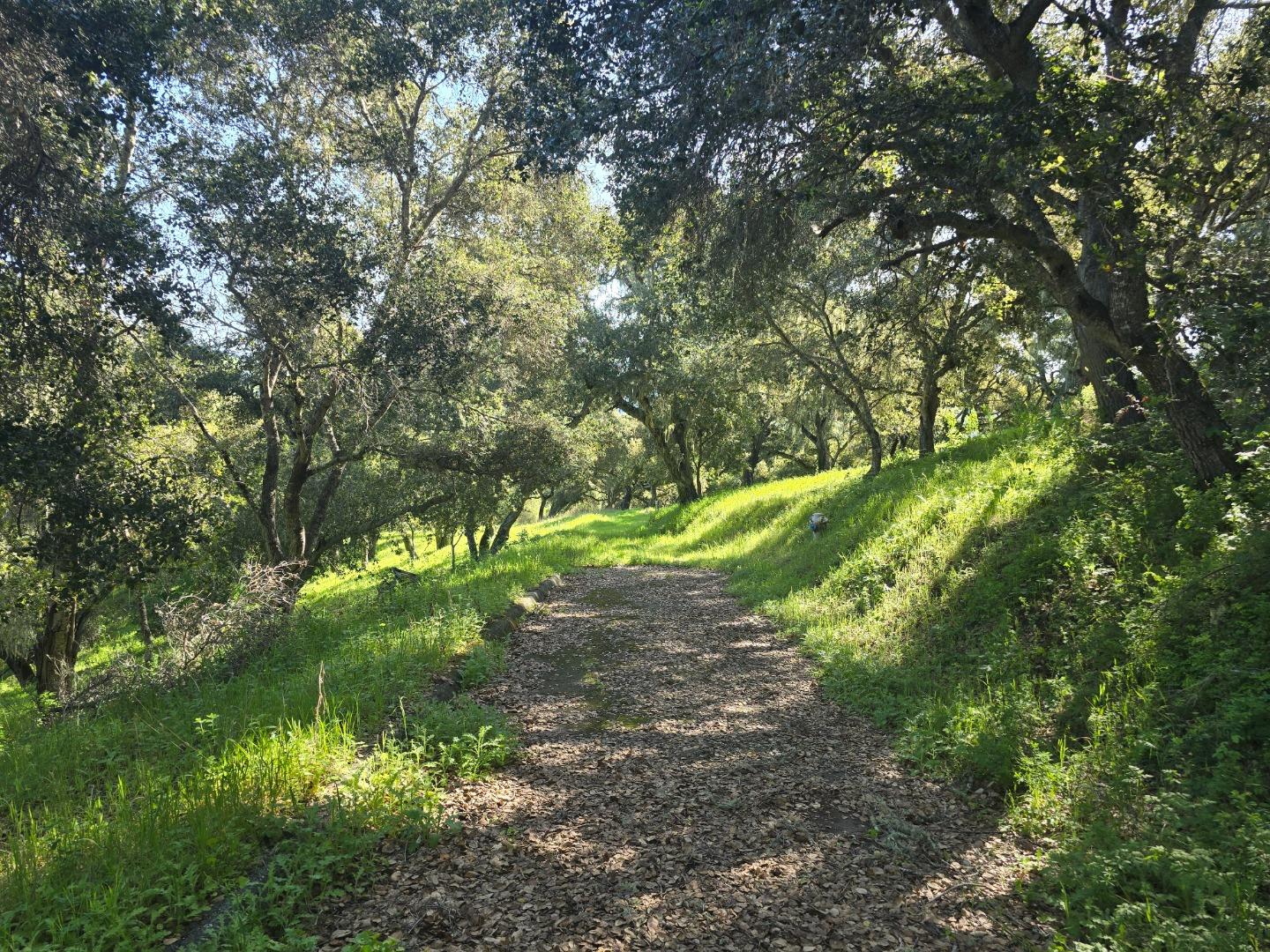 16 Sleepy Hollow Drive Carmel Valley, CA 93924 - Photo 18 of 27 a view of a yard with plants and a bench