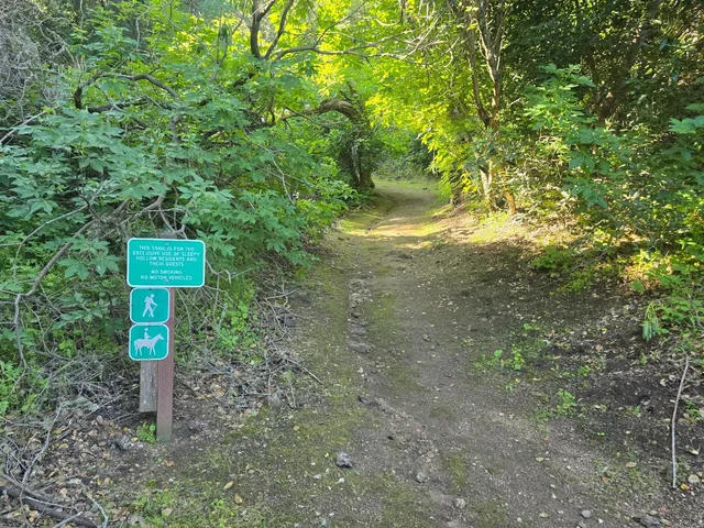 a green field with trees in the background