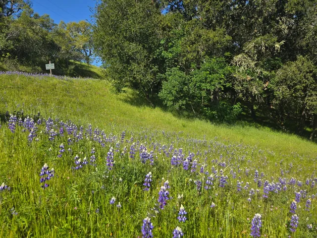 a view of yard with swimming pool and green space