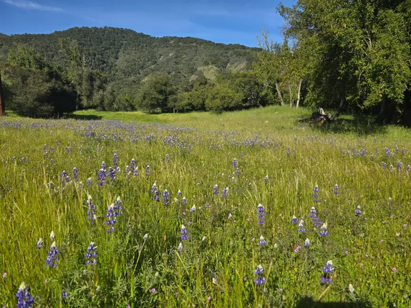 a view of an outdoor space and a yard