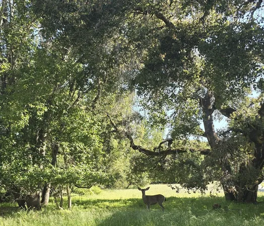 a view of a yard