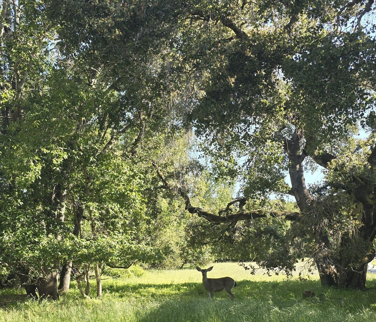 16 Sleepy Hollow Drive Carmel Valley, CA 93924 - Photo 22 of 27 a view of a yard