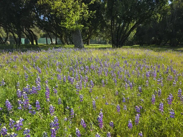 a view of backyard with green space