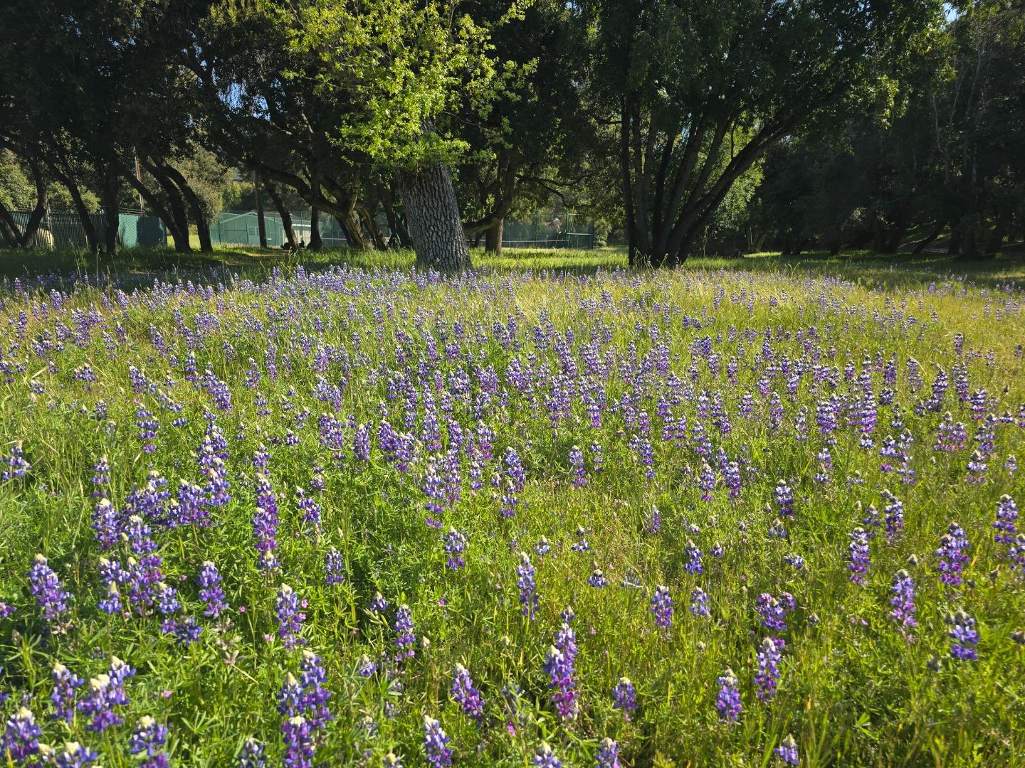 16 Sleepy Hollow Drive Carmel Valley, CA 93924 - Photo 23 of 27 a view of backyard with green space