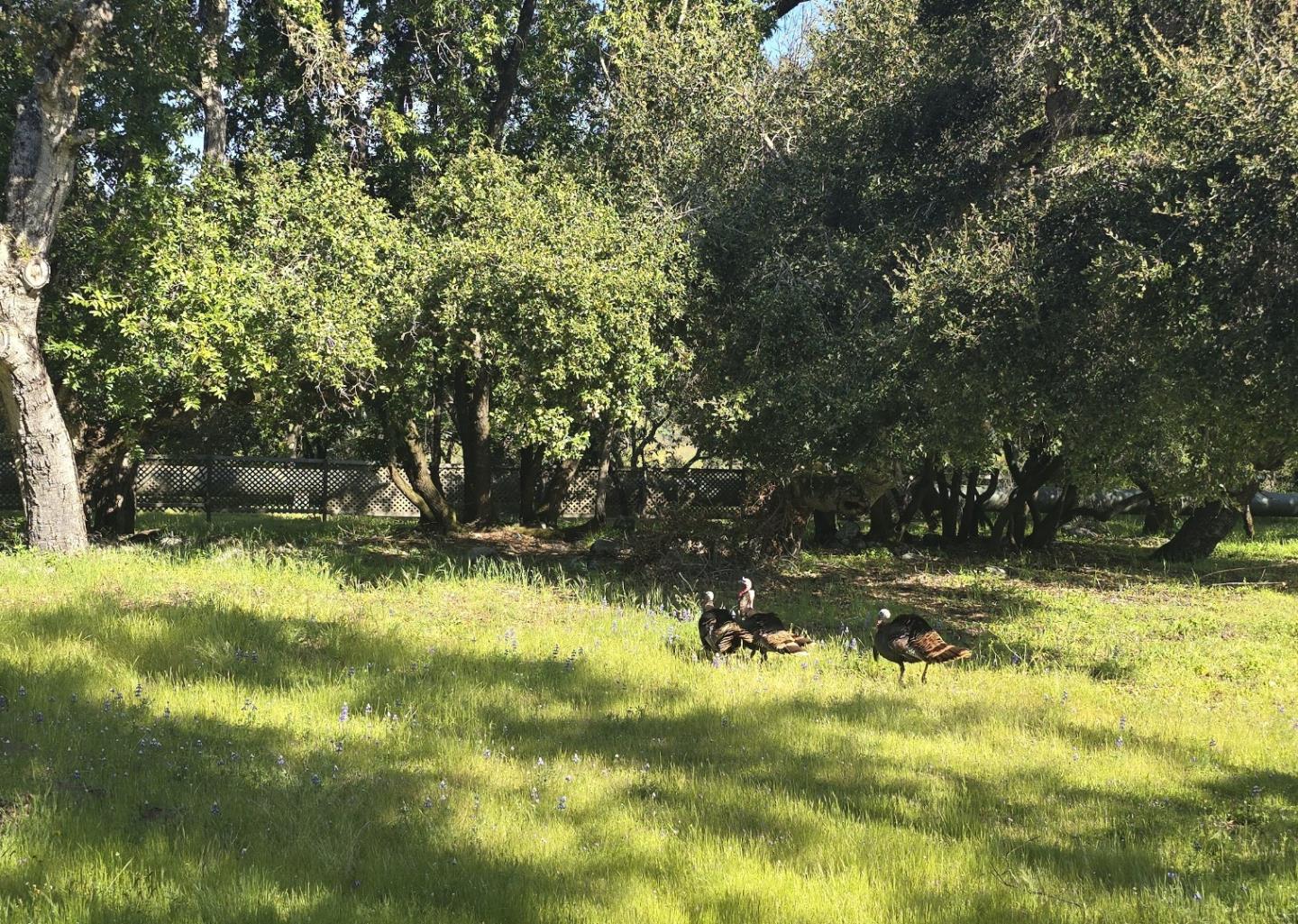 16 Sleepy Hollow Drive Carmel Valley, CA 93924 - Photo 24 of 27 a view of yard