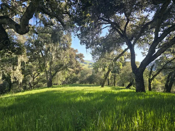 a view of yard with green space
