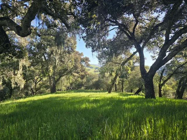 a view of yard with green space