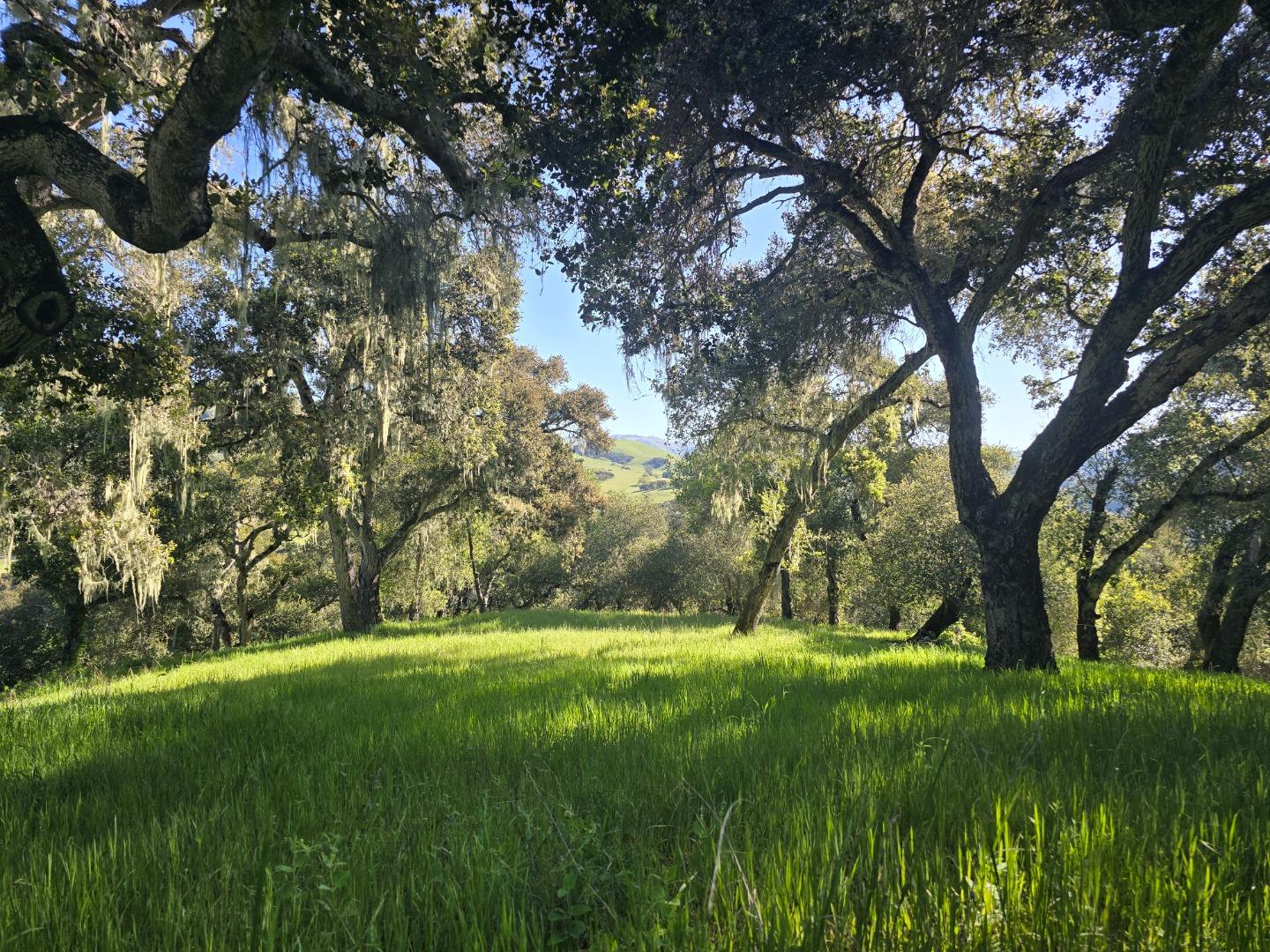 16 Sleepy Hollow Drive Carmel Valley, CA 93924 - Photo 3 of 27 a view of yard with green space