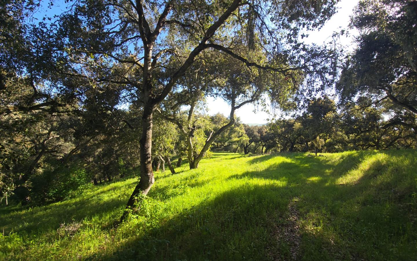 16 Sleepy Hollow Drive Carmel Valley, CA 93924 - Photo 5 of 27 a backyard of a house with yard and outdoor seating