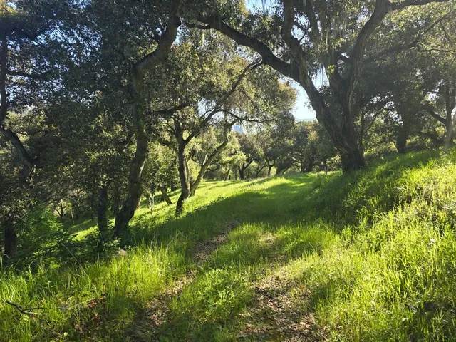 a view of lake background with tree