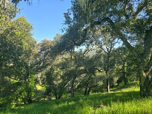 a view of a garden with a tree