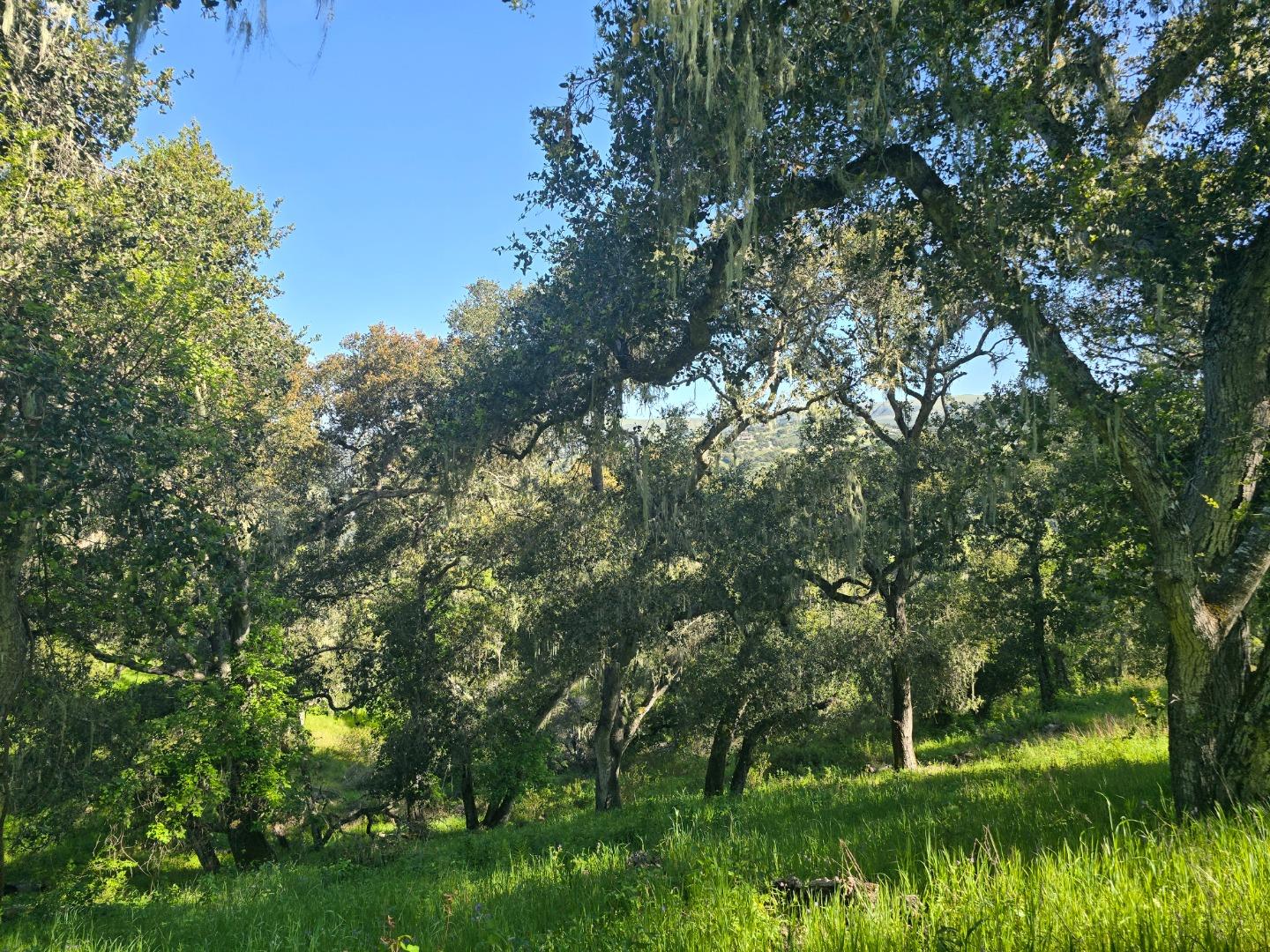 16 Sleepy Hollow Drive Carmel Valley, CA 93924 - Photo 7 of 27 a view of a garden with a tree