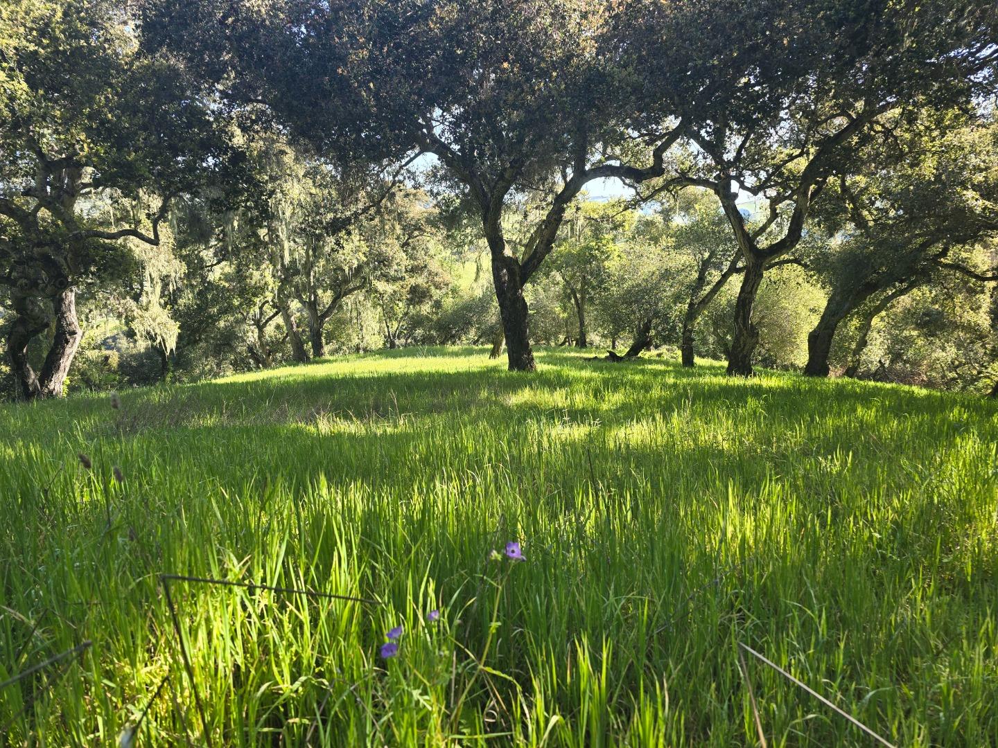 16 Sleepy Hollow Drive Carmel Valley, CA 93924 - Photo 8 of 27 a backyard of a house with a yard and large trees