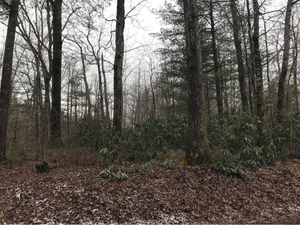 Tbd Greystone Road Greeneville, TN 37743 - Photo 3 of 12 Photo 3