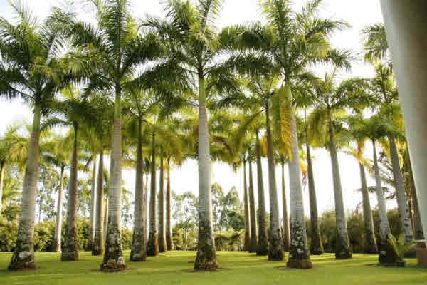 29-545 Chin Chuck Road Hakalau, HI 96781 - Photo 11 of 17