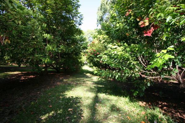 29-545 Chin Chuck Road Hakalau, HI 96781 - Photo 13 of 17