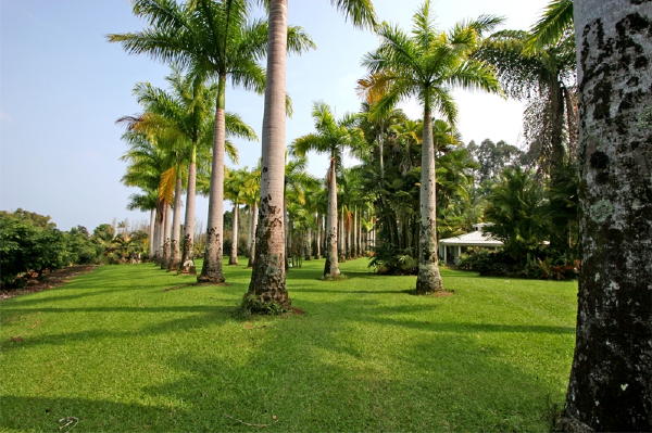 29-545 Chin Chuck Road Hakalau, HI 96781 - Photo 14 of 17