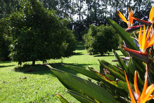 29-545 Chin Chuck Road Hakalau, HI 96781 - Photo 16 of 17