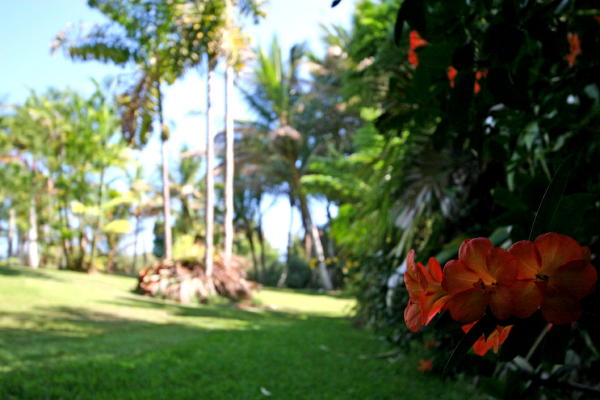 29-545 Chin Chuck Road Hakalau, HI 96781 - Photo 9 of 17