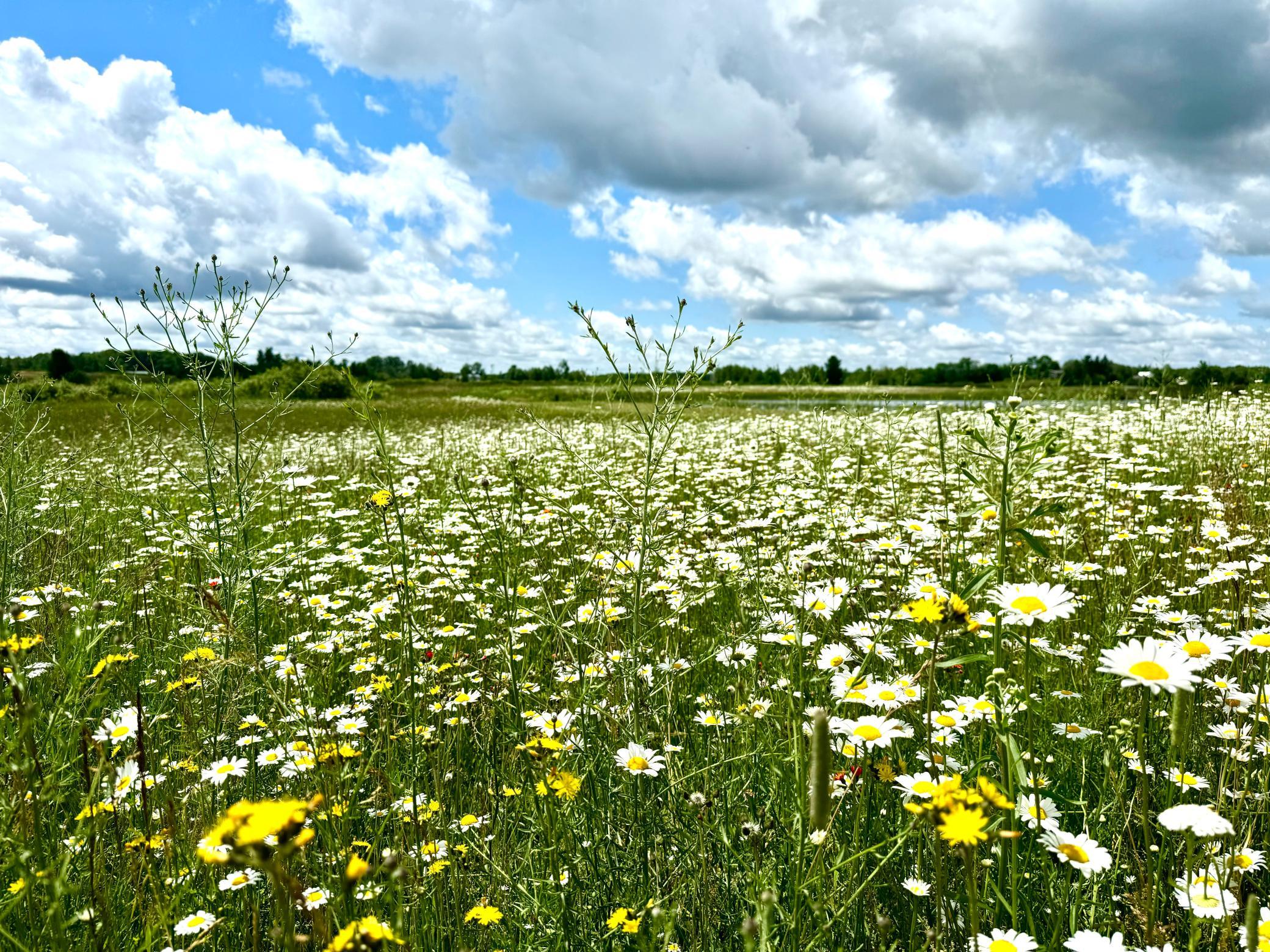 2022 Dixon Line Road Finlayson, MN 55735 - Photo 12 of 64
