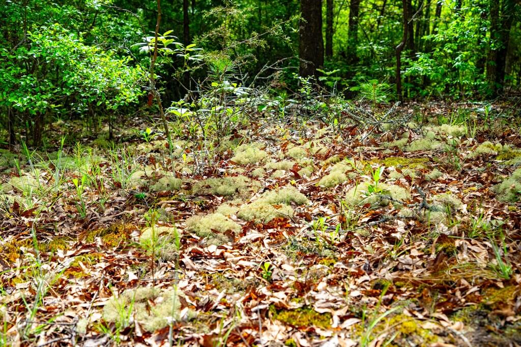 10389 Indian Mound Road Ware Shoals, SC 29692 - Photo 25 of 34 Gallery Image 25