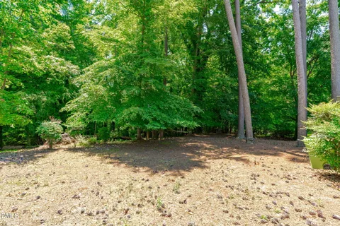 a view of a forest with trees in the background