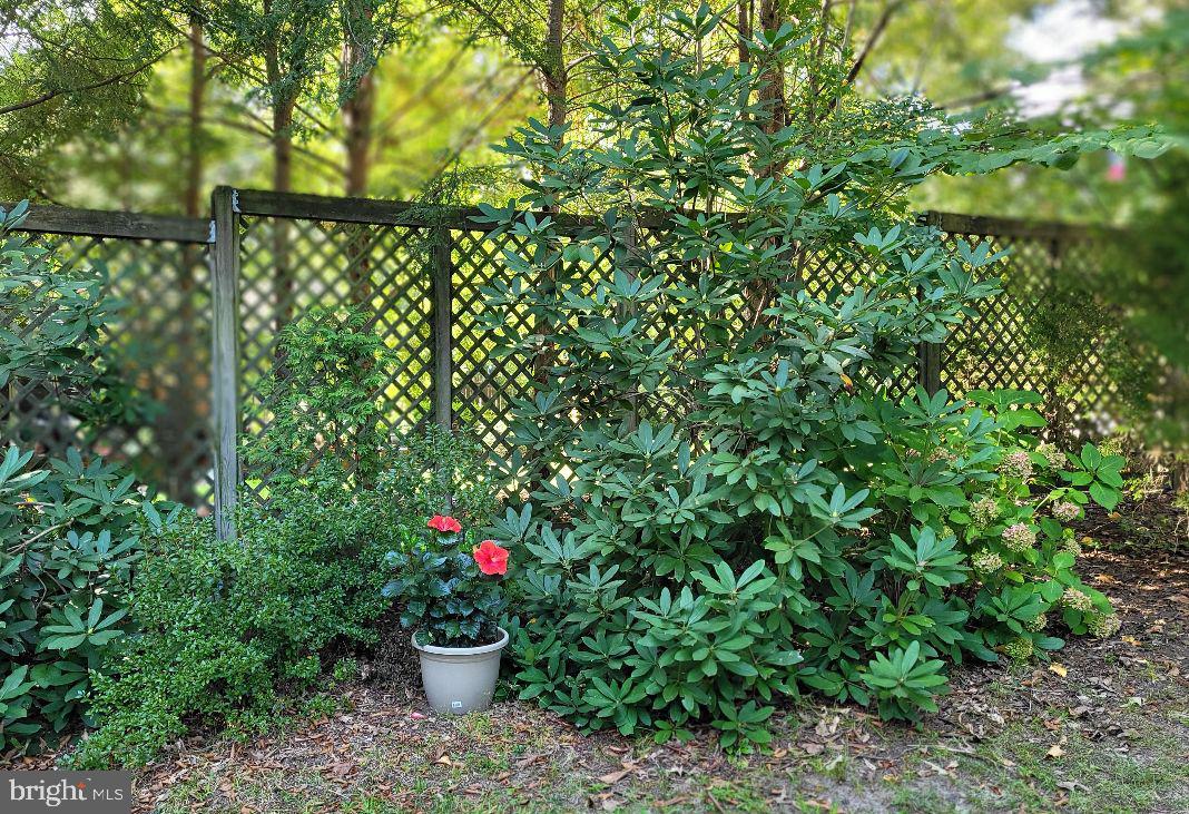 609 Twin Tree Road Salisbury, MD 21801 - Photo 38 of 39 Rhododendrons