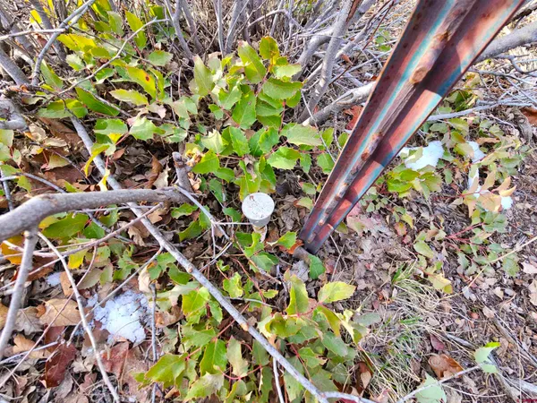 $175,000 | Tbd De Oro Way, Hesperus, CO 81326