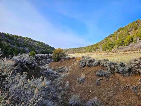 a view of a bunch of trees and bushes