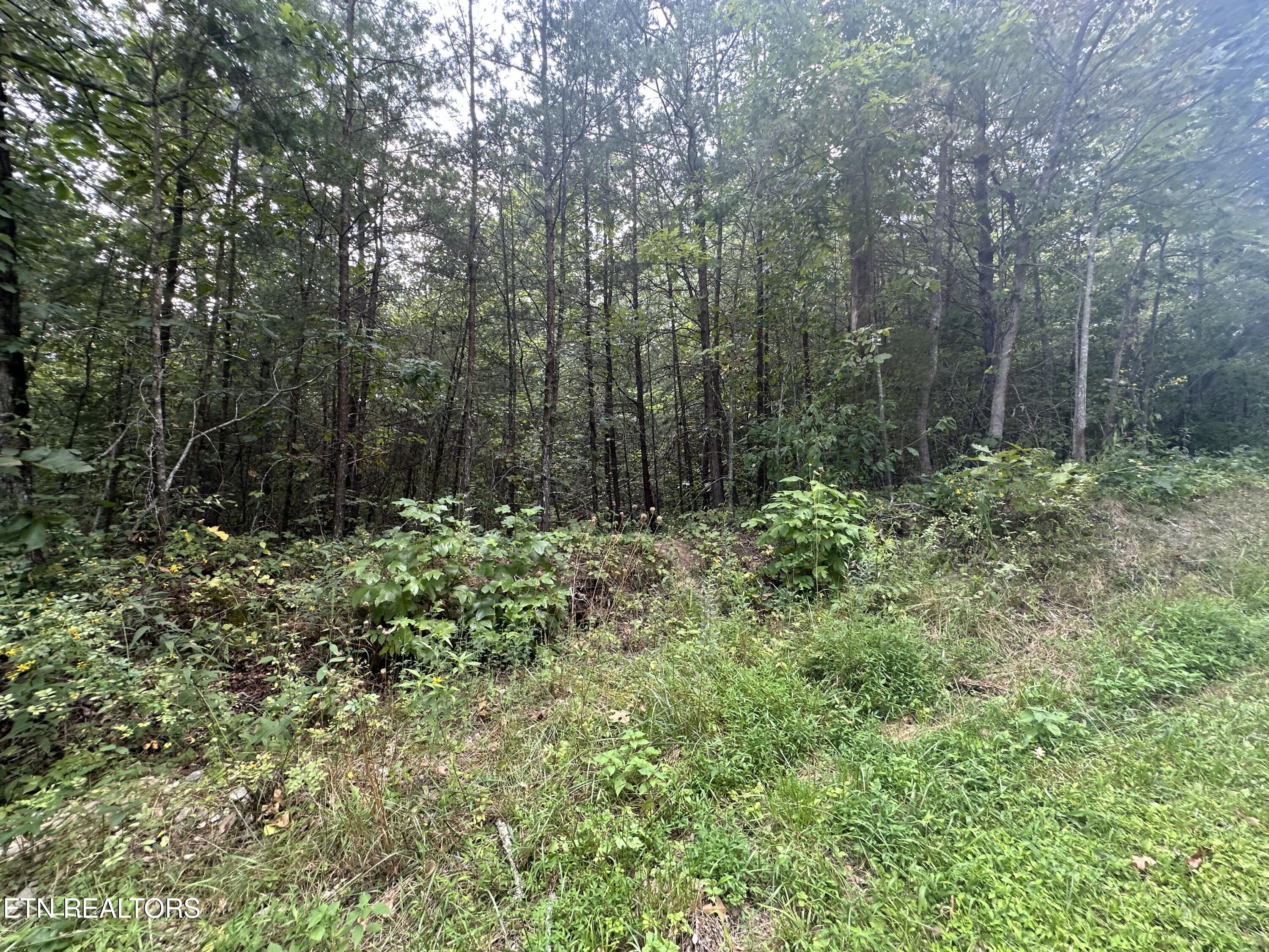 Jr Cox Road Deer Lodge, TN 37726 - Photo 6 of 19 IMG_3508