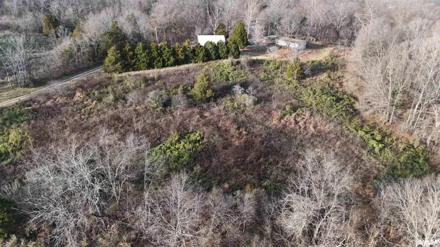 a view of a forest that has a tree
