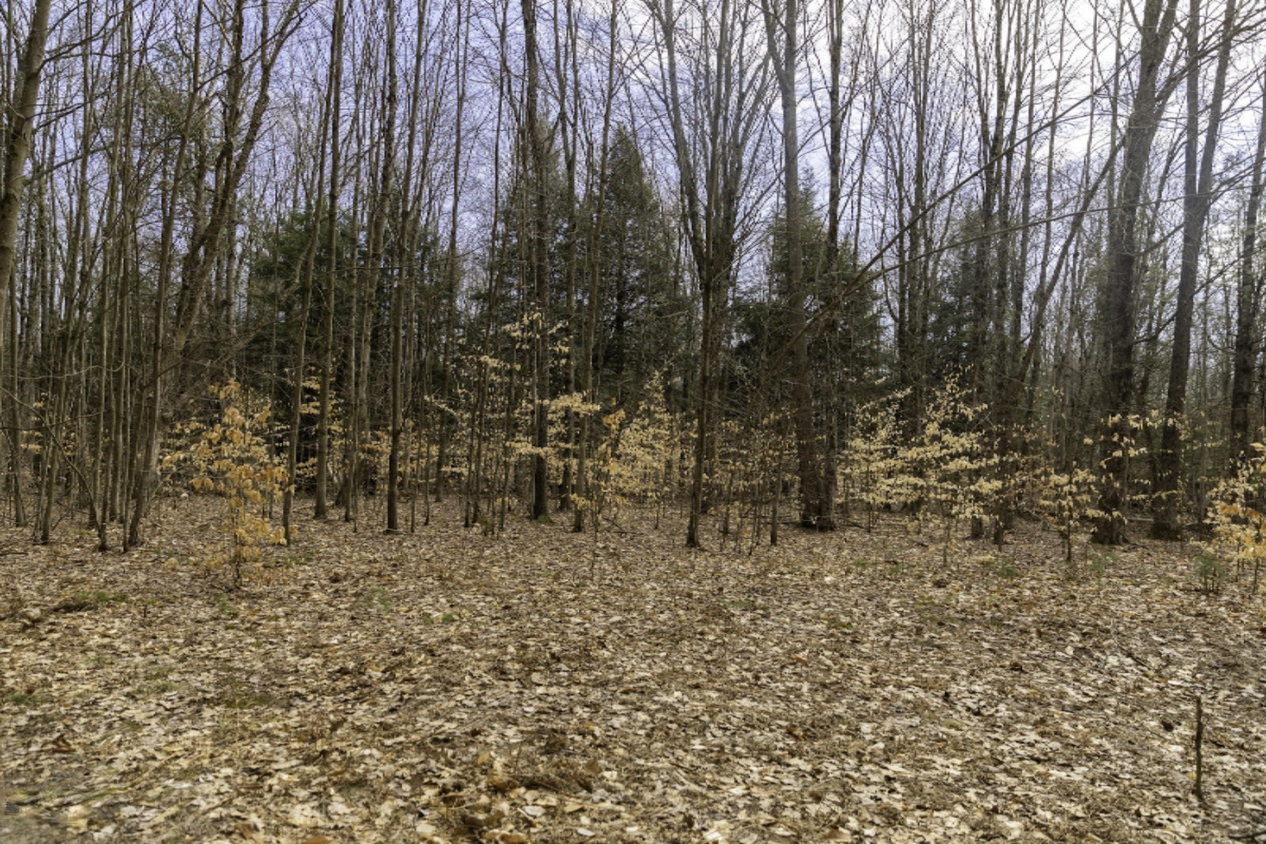 V/l East Madison Road Walkerville, MI 49459 - Photo 9 of 25 Oceana 40-14
