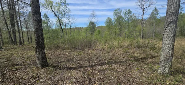 a view of a forest
