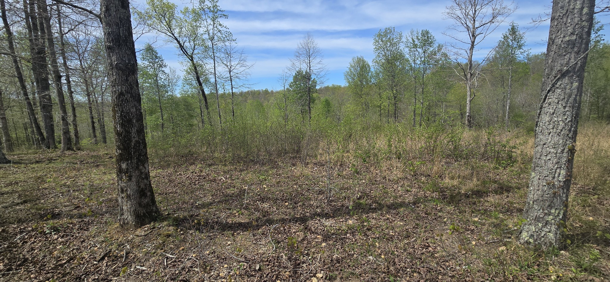 360 Zimmerman Road Hampshire, TN 38461 - Photo 1 of 5 a view of a forest