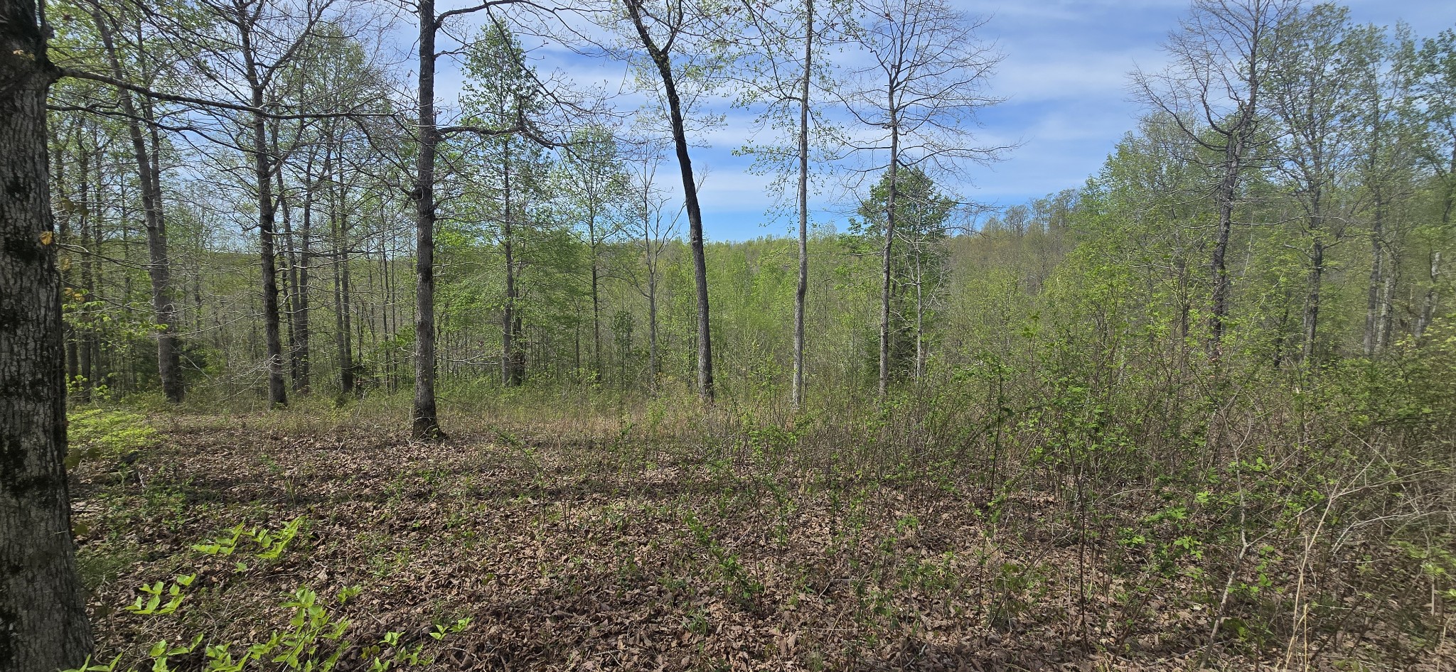 360 Zimmerman Road Hampshire, TN 38461 - Photo 2 of 5 a view of a forest with trees