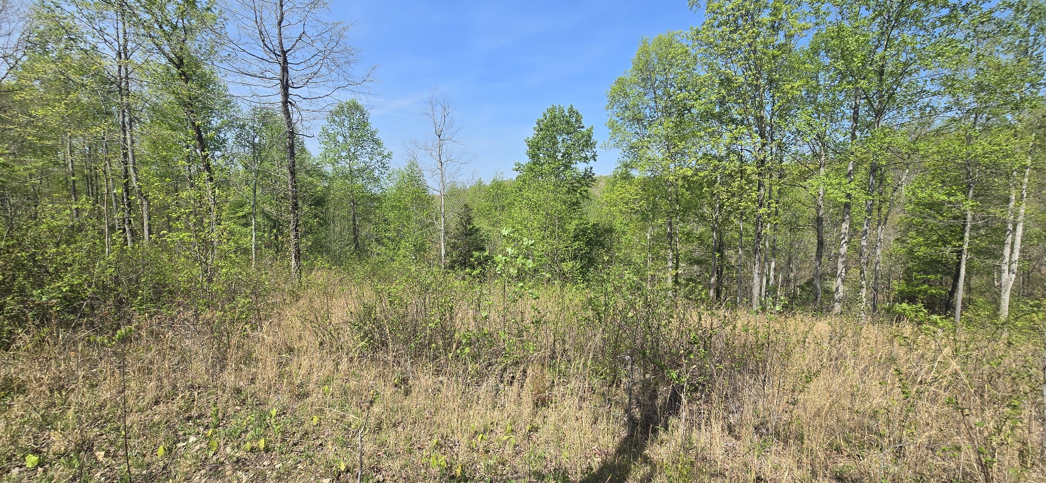 360 Zimmerman Road Hampshire, TN 38461 - Photo 3 of 5 a view of a lush green forest