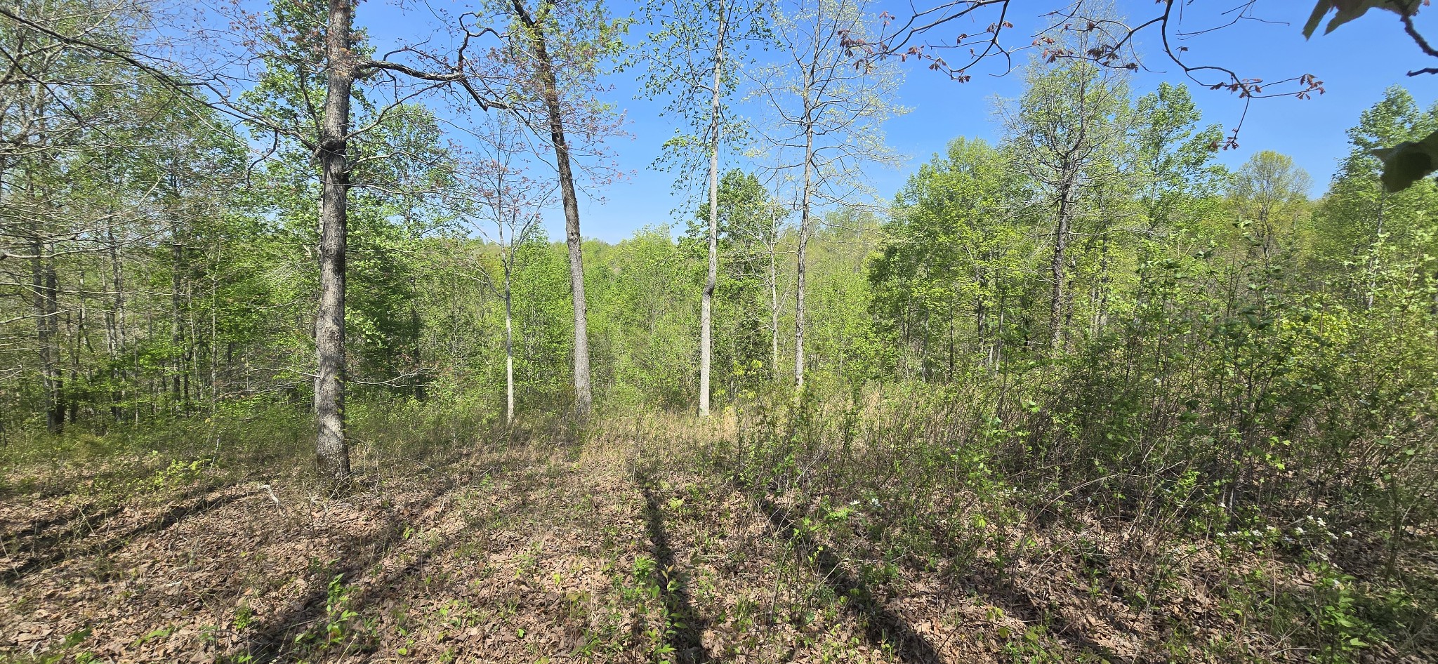 360 Zimmerman Road Hampshire, TN 38461 - Photo 4 of 5 a view of a forest with trees