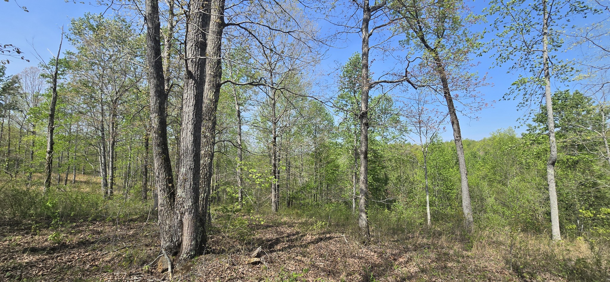 360 Zimmerman Road Hampshire, TN 38461 - Photo 5 of 5 a view of a forest