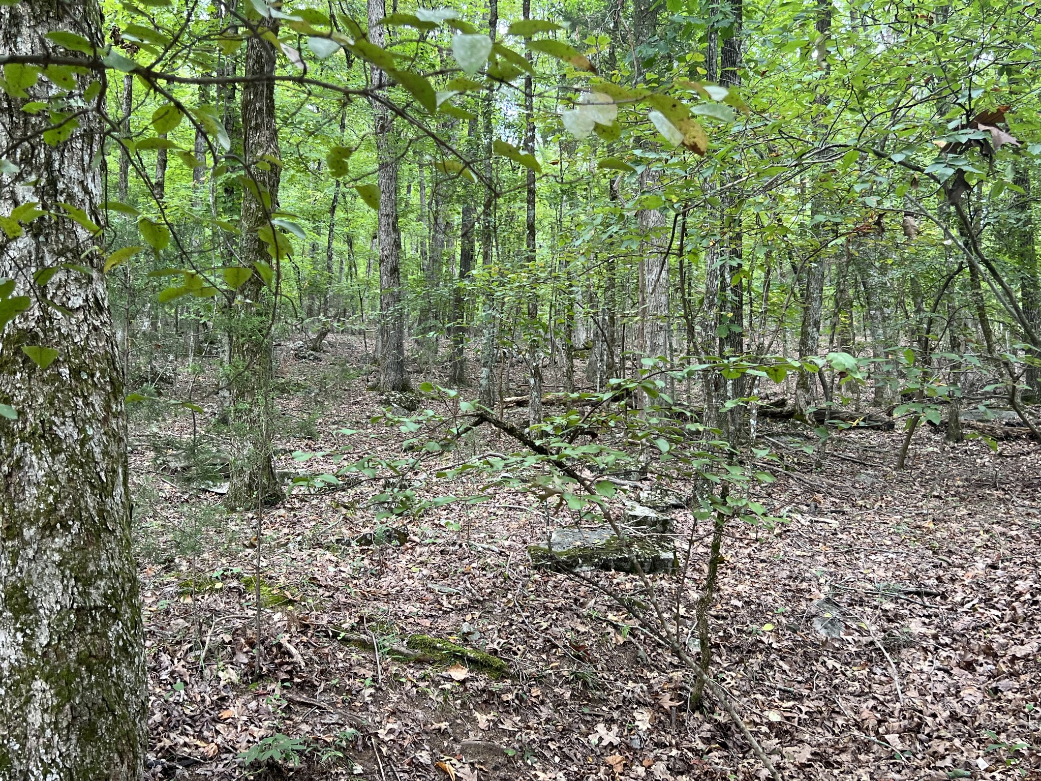 0 Sewanee Summit Road Decherd, TN 37324 - Photo 1 of 3 a view of a forest with trees