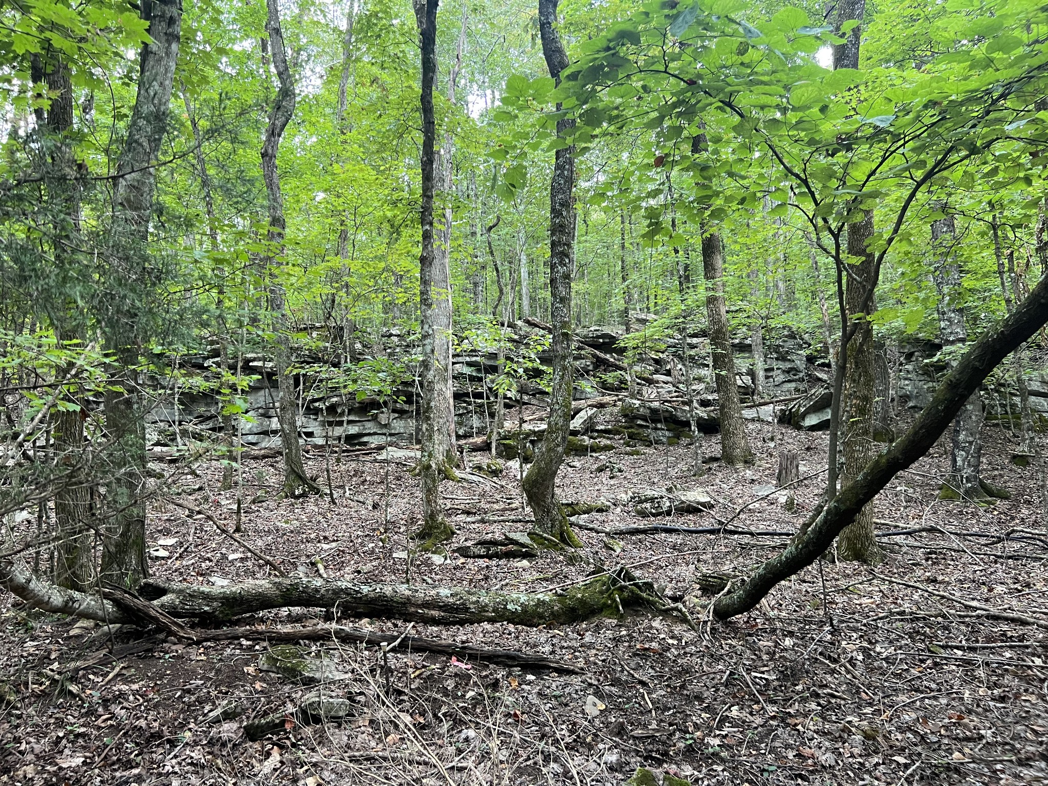 0 Sewanee Summit Road Decherd, TN 37324 - Photo 3 of 3 a view of a garden with large trees