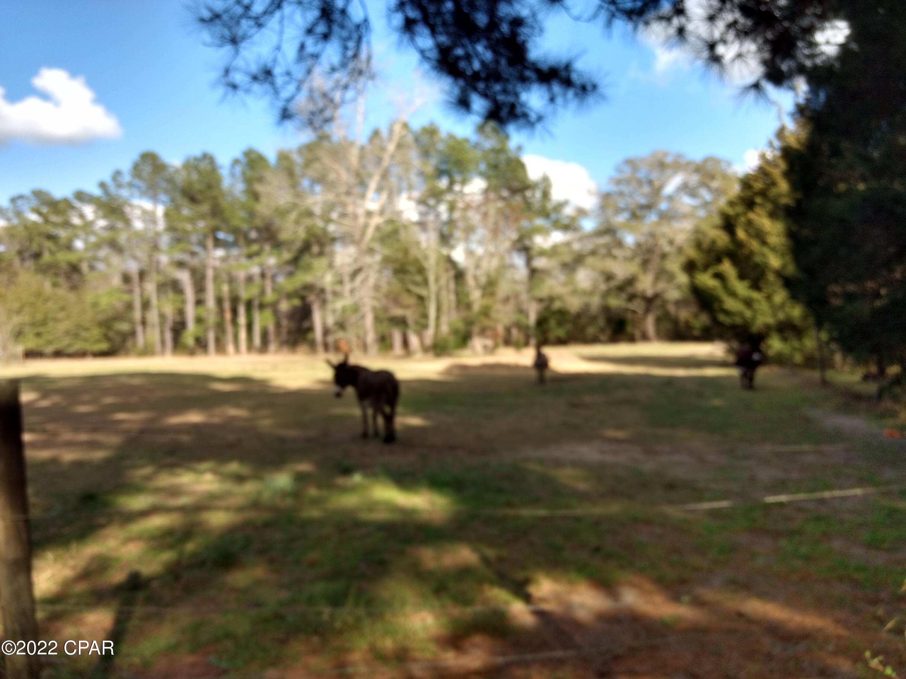 2972 Coon Bottom Road Ponce de Leon, FL 32455 - Photo 12 of 39 Gallery Image 12