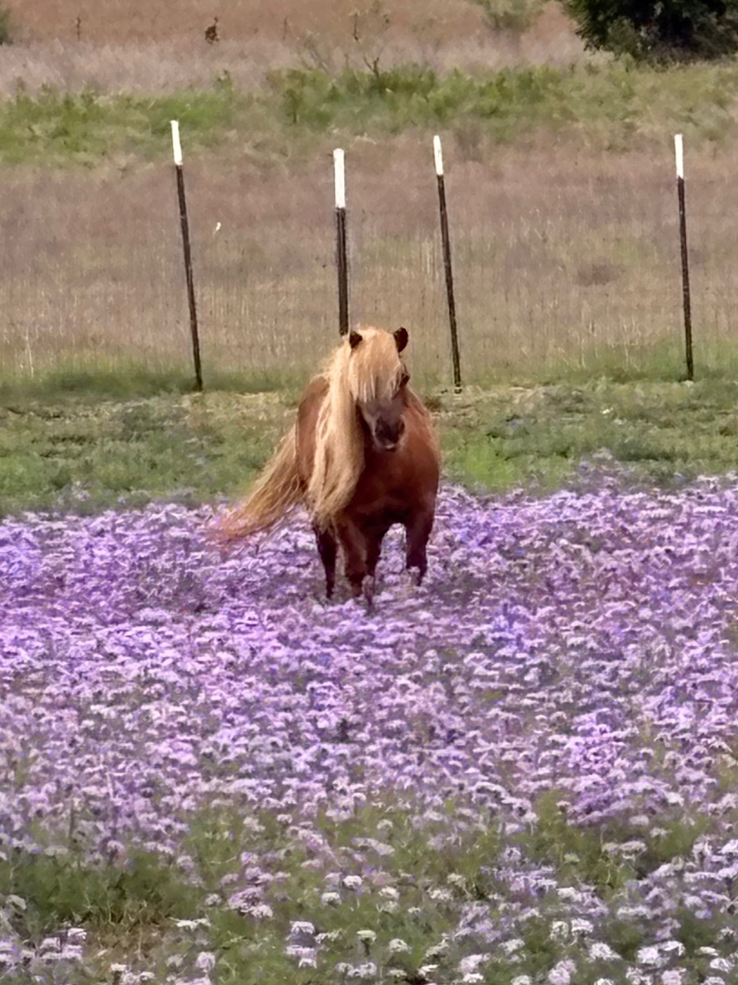 3083 Highway 138 Florence, TX 76527 - Photo 28 of 29