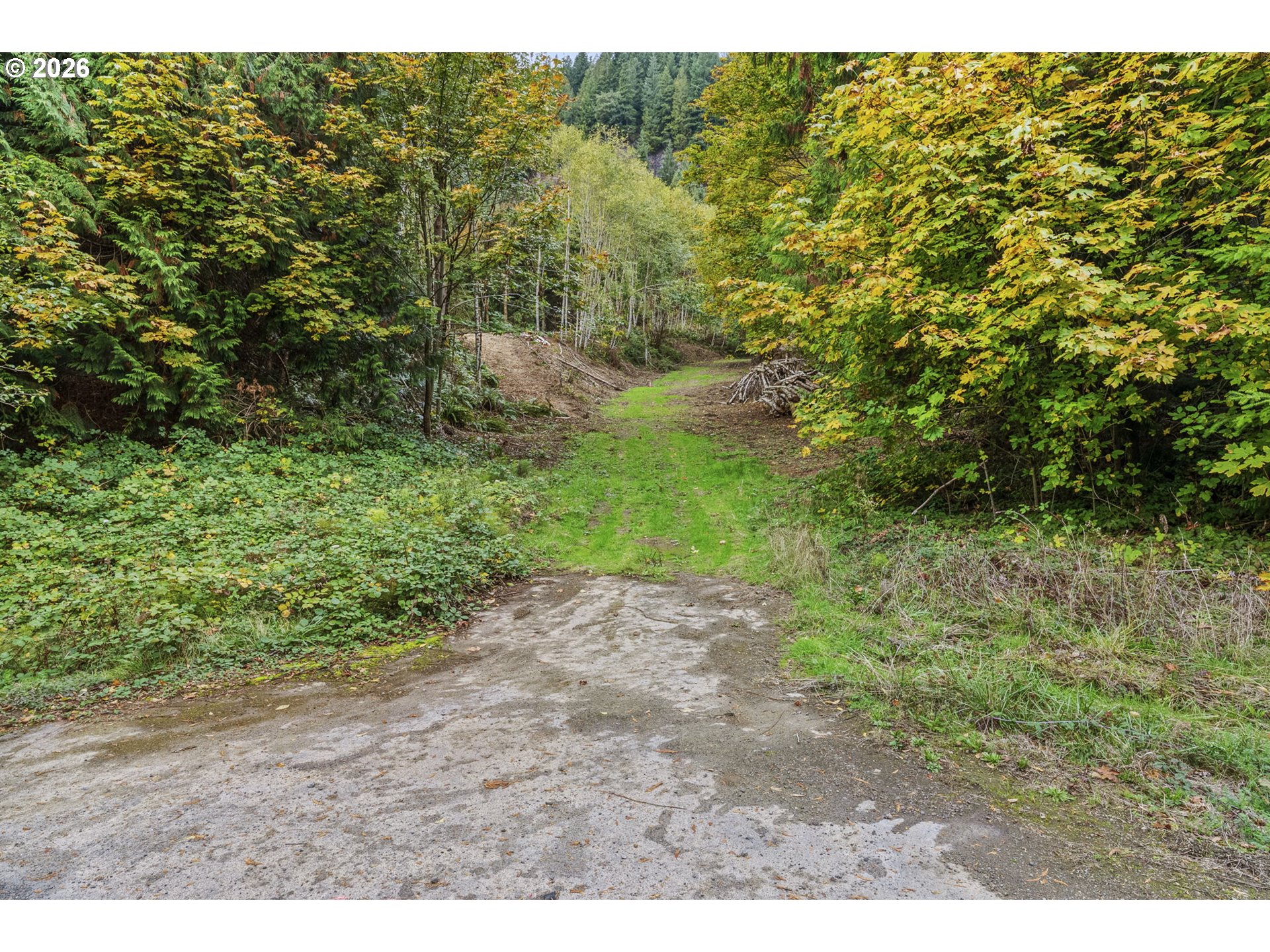 4 East State Route Cathlamet, WA 98612 - Photo 11 of 20 a view of a yard with a tree