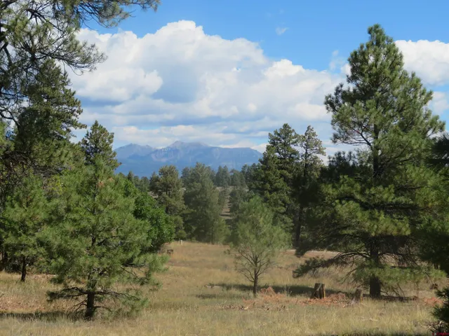a view of a dry yard with trees