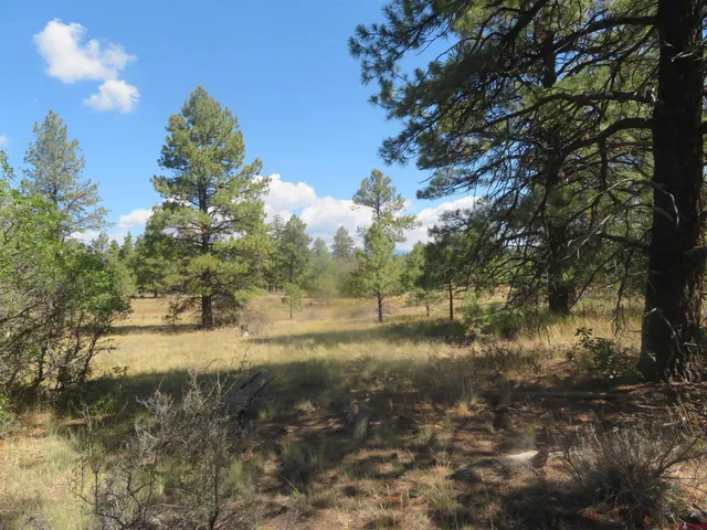 a view of a yard with a tree