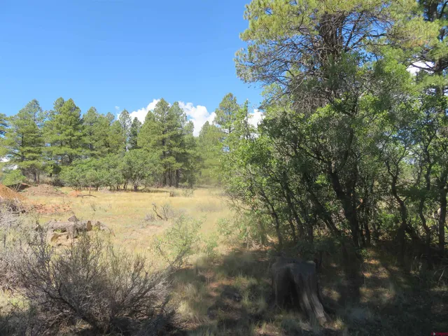 a view of a yard with a tree